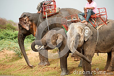 Elephant family hapiness with water after Ordination parade on Editorial Stock Photo